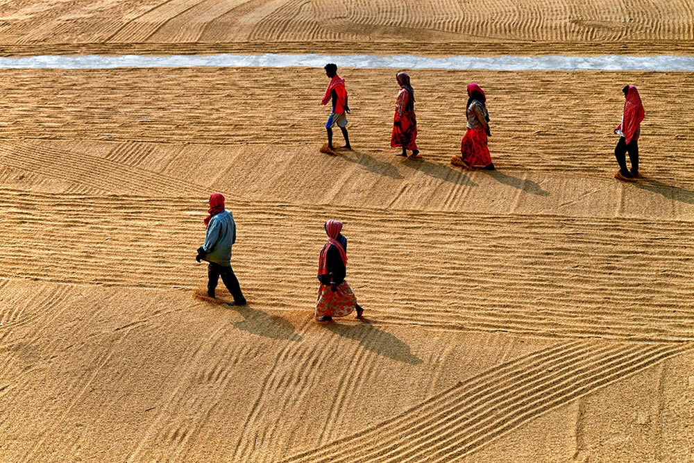 Paddy Drying Processes In Manual Mode