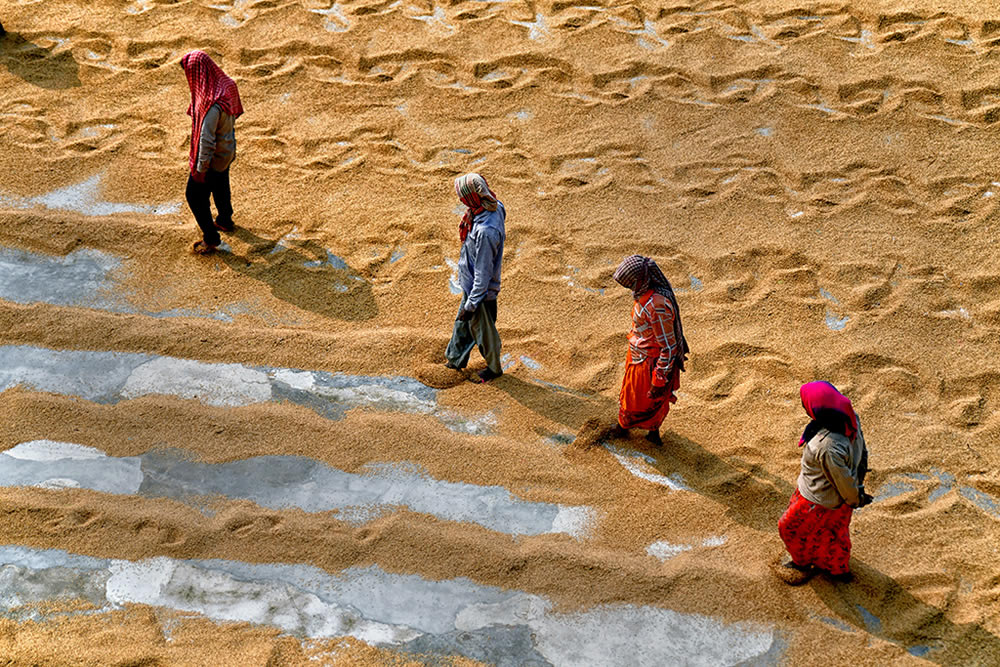 Paddy Drying Processes In Manual Mode