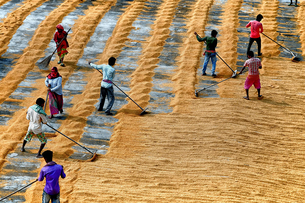 Paddy Drying Processes In Manual Mode