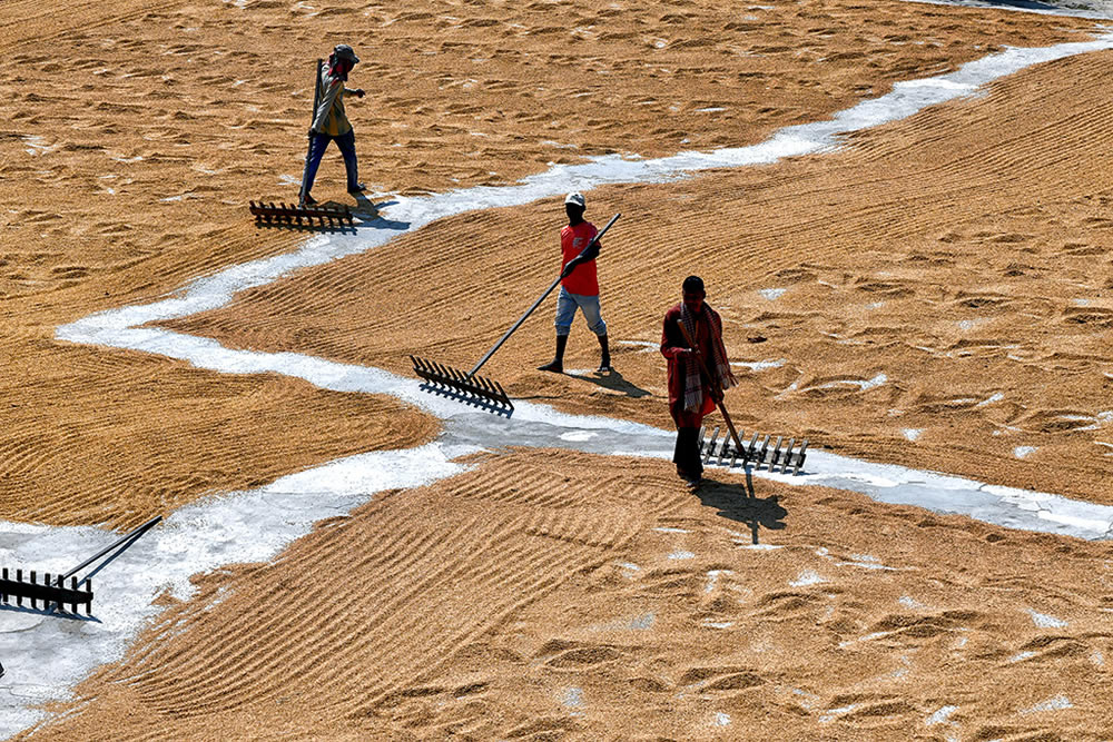 Paddy Drying Processes In Manual Mode