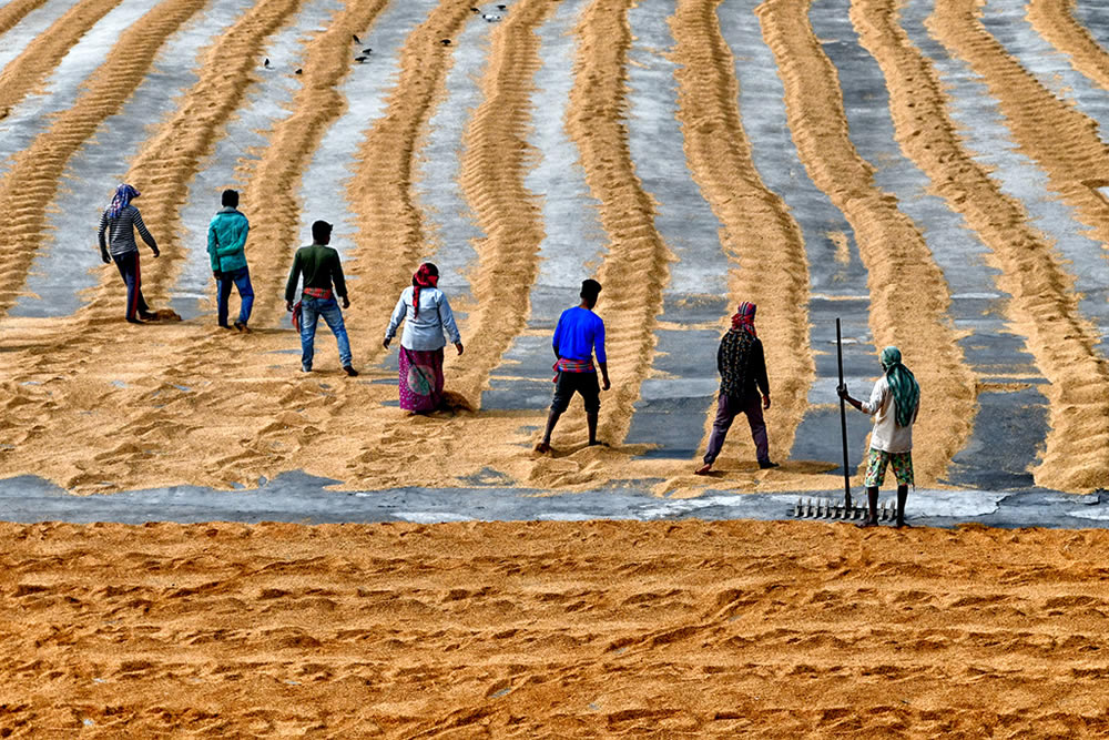 Paddy Drying Processes In Manual Mode