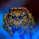 Spider Macro Photography