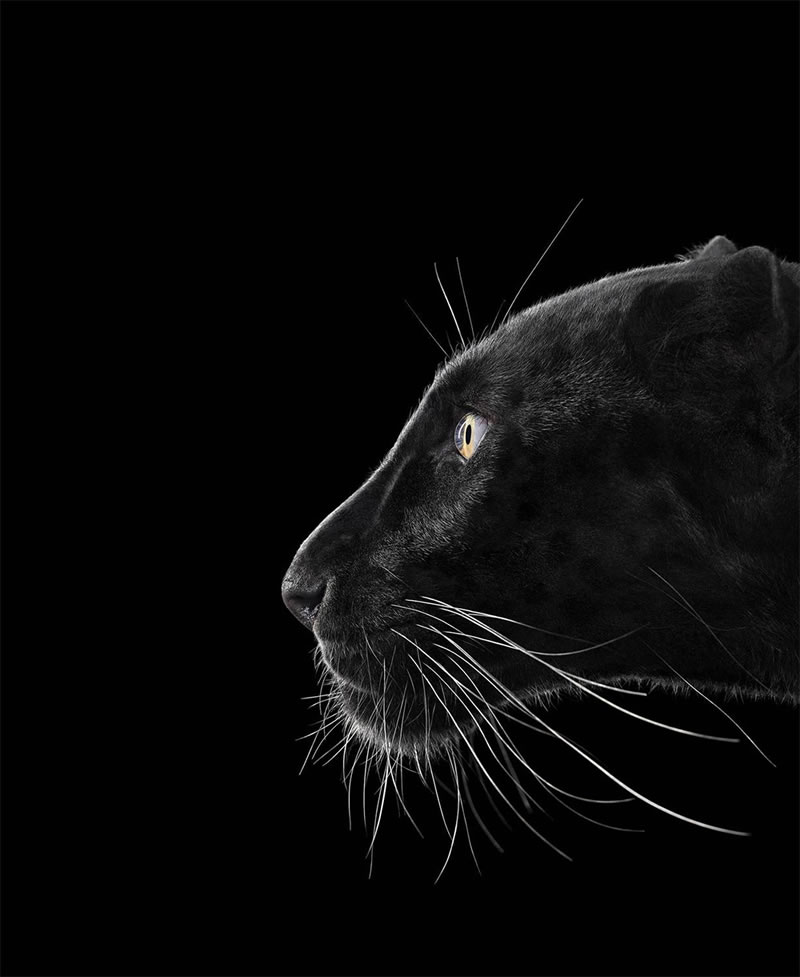 Wild Animals Studio Portraits By Brad Wilson