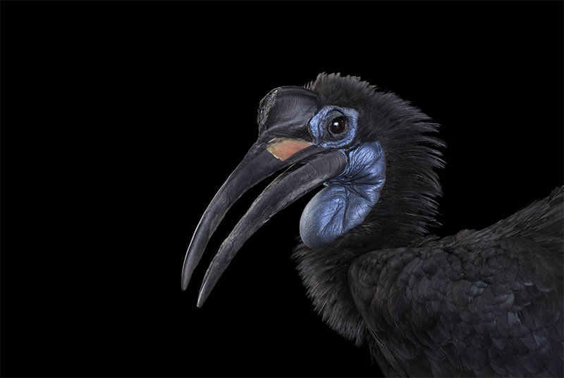 Wild Animals Studio Portraits By Brad Wilson