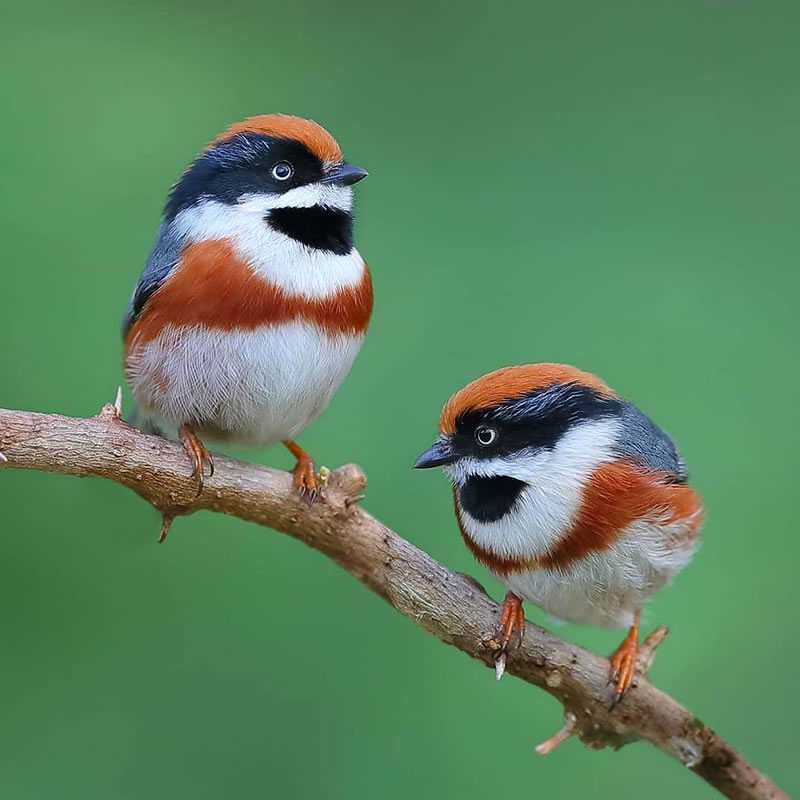 Black-Throated Bushtit Bird Photos By Chen Chengguang