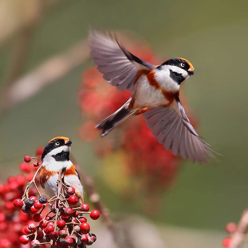 Black-Throated Bushtit Bird Photos By Chen Chengguang