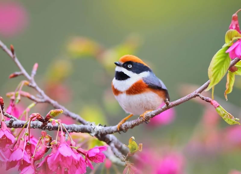 Black-Throated Bushtit Bird Photos By Chen Chengguang