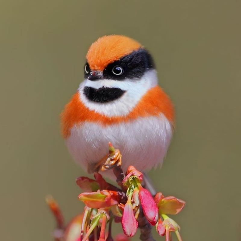 Black-Throated Bushtit Bird Photos By Chen Chengguang