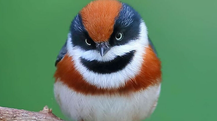 Black-Throated Bushtit Bird Photos By Chen Chengguang