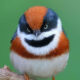 Black-Throated Bushtit Bird Photos By Chen Chengguang