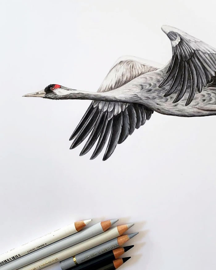 Beautiful Pencil Art By Nikolas Kuhlen