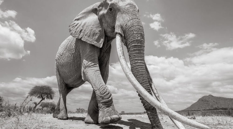 Final Photos Of The Elephants By Will Burrard-Lucas