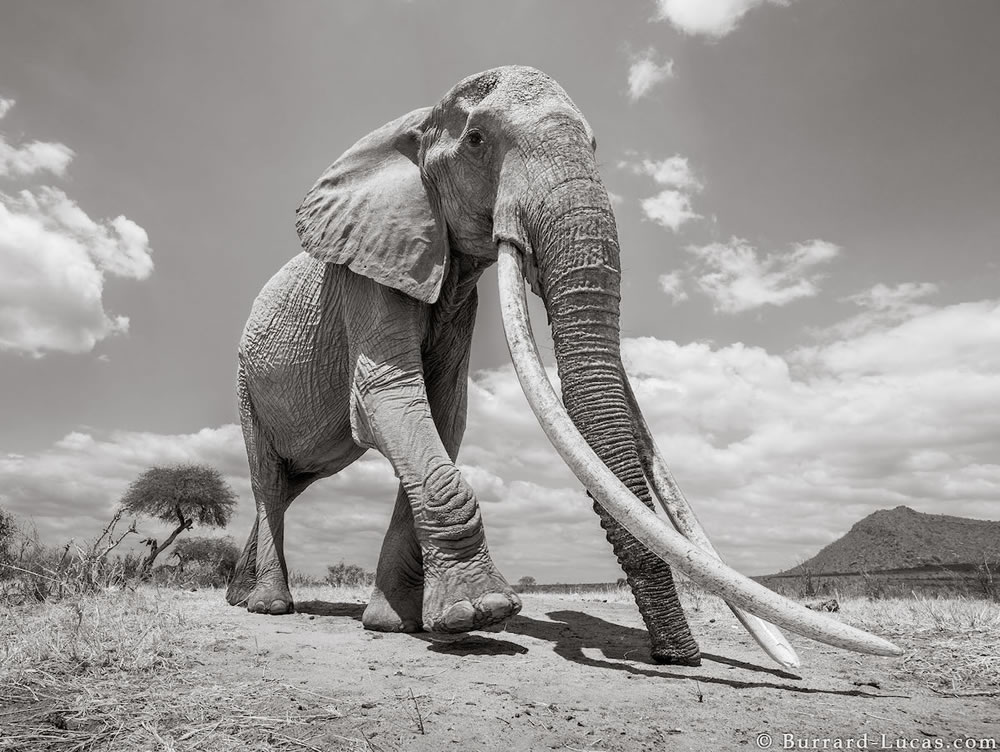 Final Photos Of The Elephants By Will Burrard-Lucas