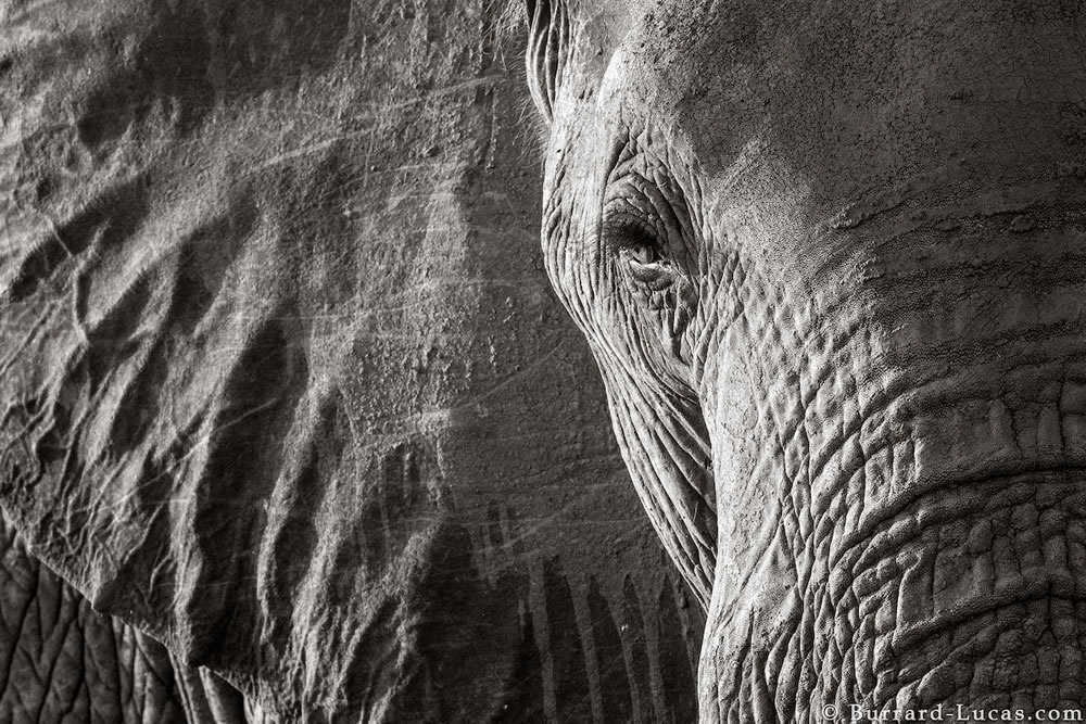 Final Photos Of The Elephants By Will Burrard-Lucas