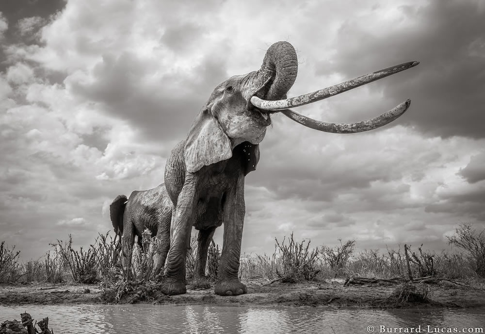 Final Photos Of The Elephants By Will Burrard-Lucas