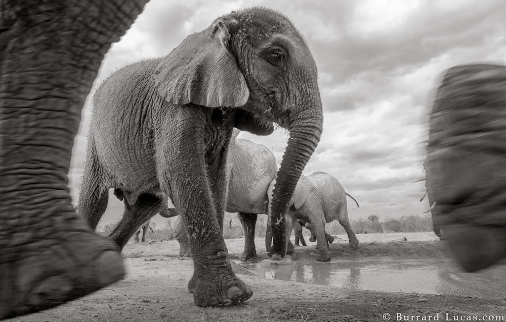 Final Photos Of The Elephants By Will Burrard-Lucas