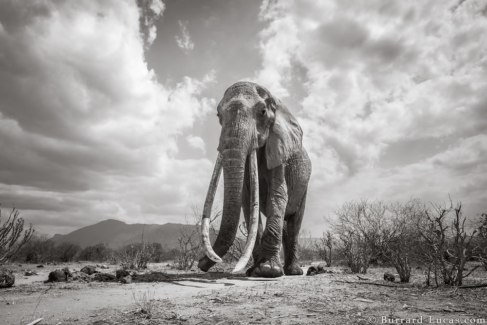 Final Photos Of The Elephants By Will Burrard-Lucas