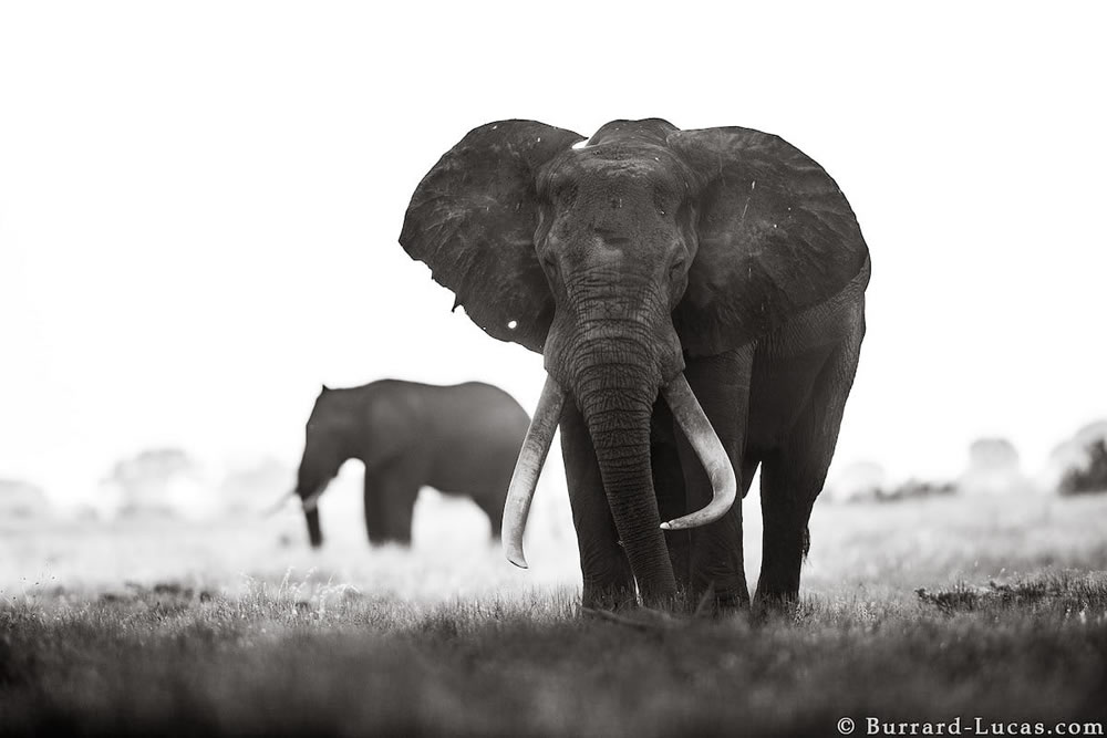 Final Photos Of The Elephants By Will Burrard-Lucas