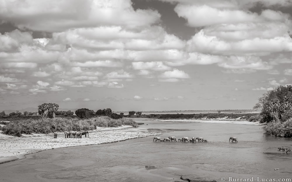 Final Photos Of The Elephants By Will Burrard-Lucas