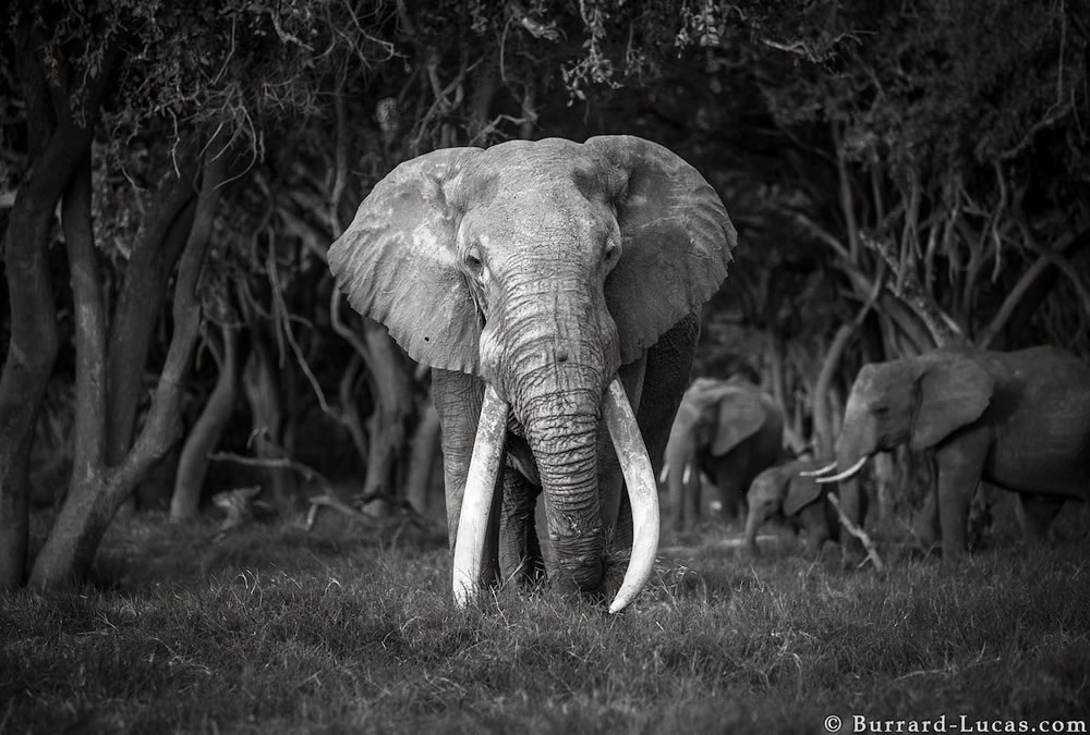 Final Photos Of The Elephants By Will Burrard-Lucas