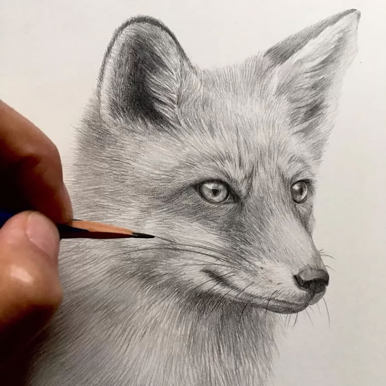 Realistic Pencil Drawings By Kozue Oshima