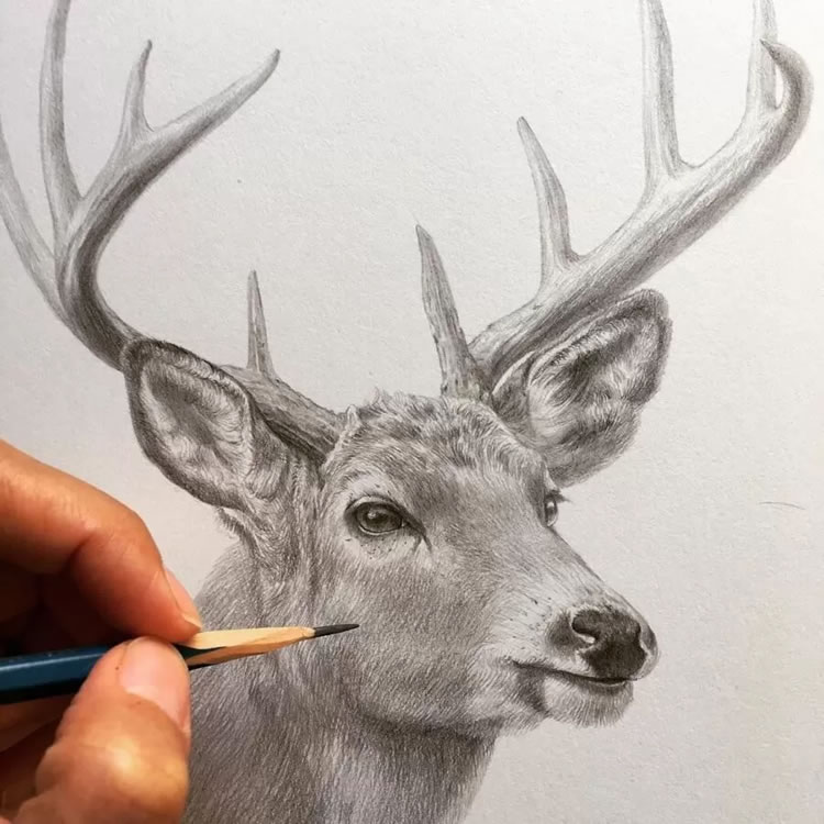 Realistic Pencil Drawings By Kozue Oshima