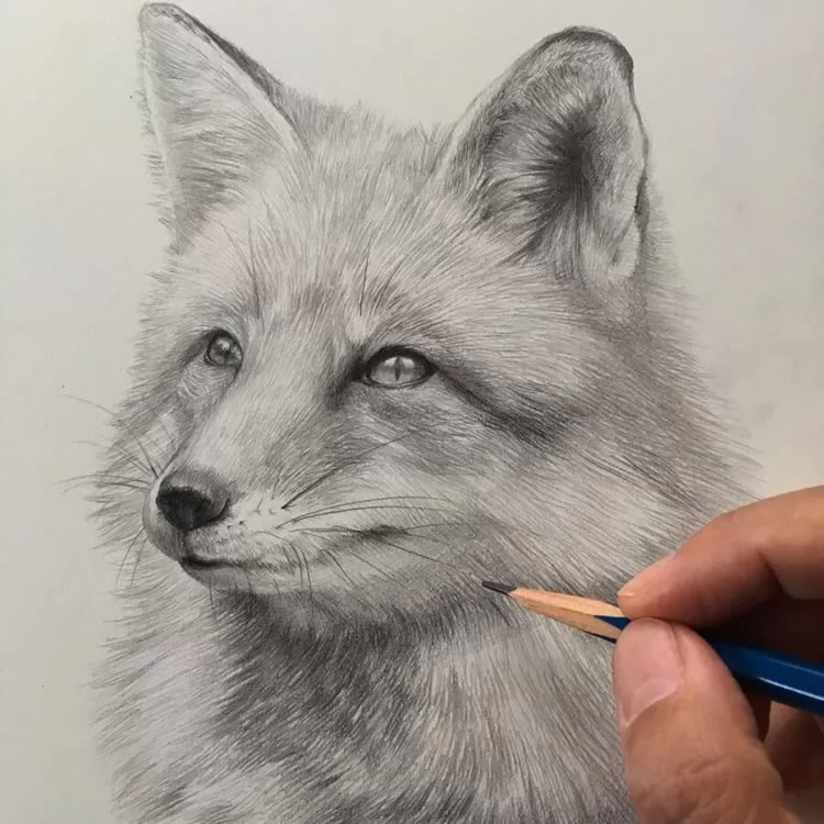 Realistic Pencil Drawings By Kozue Oshima