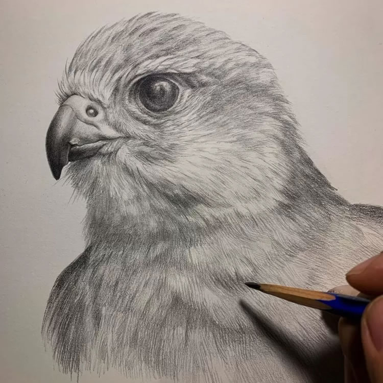 Realistic Pencil Drawings By Kozue Oshima