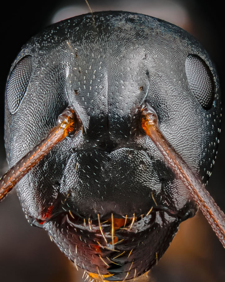 CloseUp Photos Of Ants by Joshua Coogler