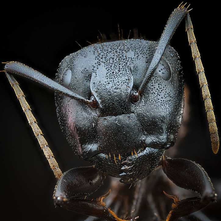 CloseUp Photos Of Ants by Joshua Coogler