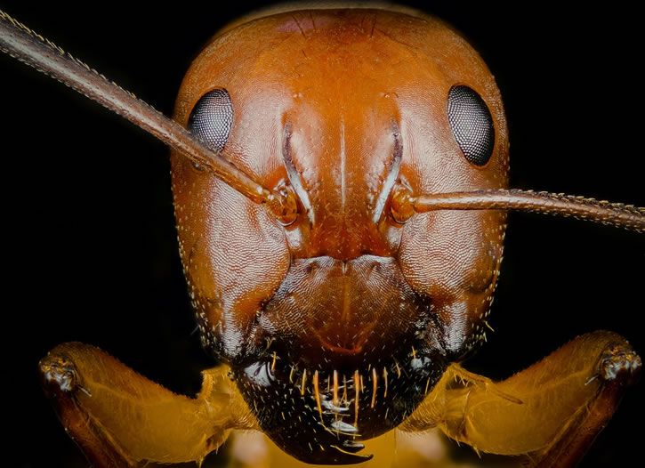 CloseUp Photos Of Ants by Joshua Coogler