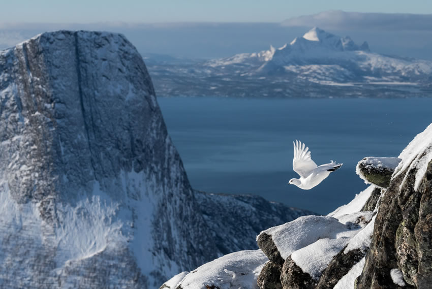 Winning photos of Bird Photographer of the Year 2022