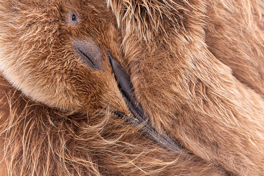 Winning photos of Bird Photographer of the Year 2022