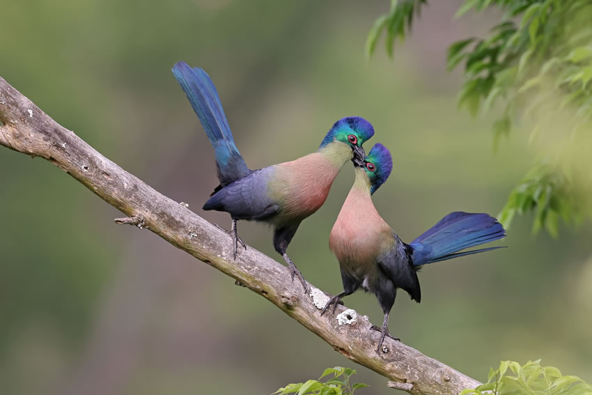 Winning photos of Bird Photographer of the Year 2022