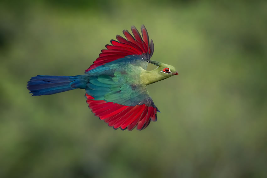 Winning photos of Bird Photographer of the Year 2022