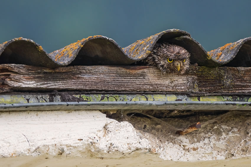 Winning photos of Bird Photographer of the Year 2022