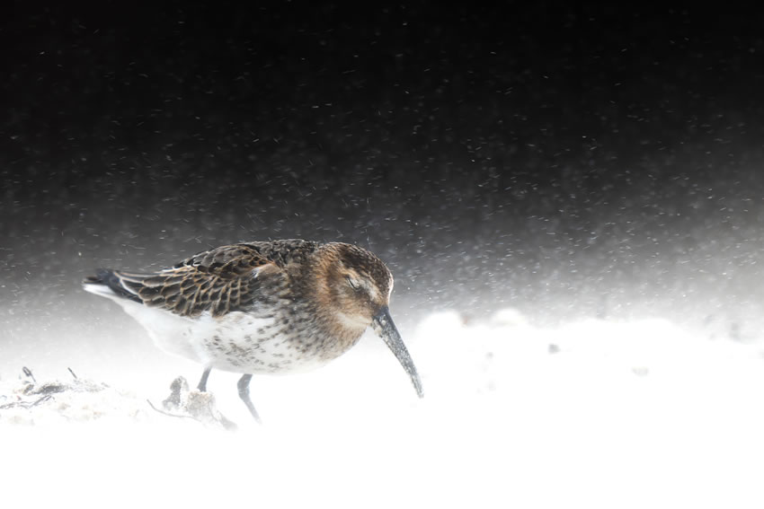 Winning photos of Bird Photographer of the Year 2022