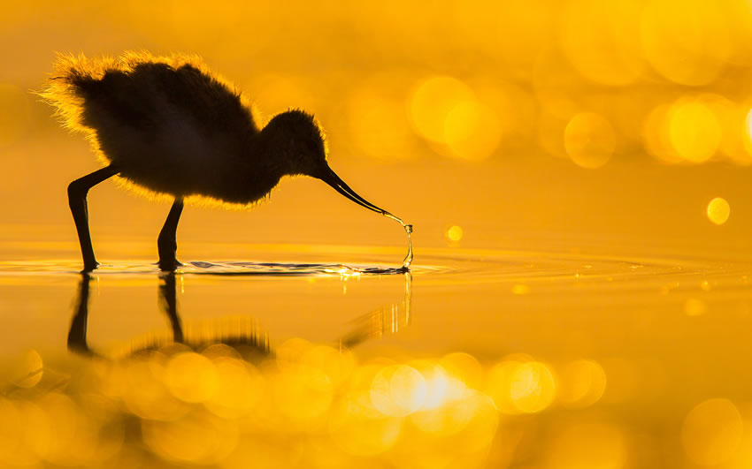 Winning photos of Bird Photographer of the Year 2022