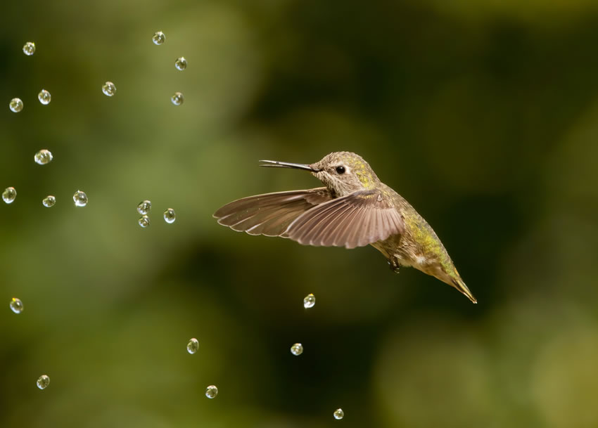 Winning photos of Bird Photographer of the Year 2022