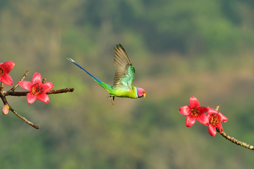 Winning photos of Bird Photographer of the Year 2022