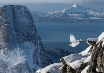 Winning photos of Bird Photographer of the Year 2022