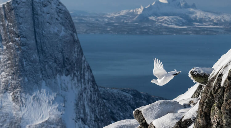 Winning photos of Bird Photographer of the Year 2022