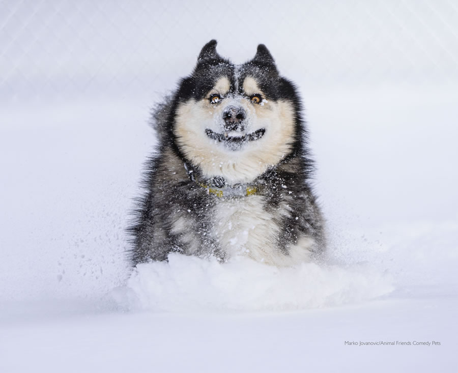 Comedy Pet Photo Awards 2022