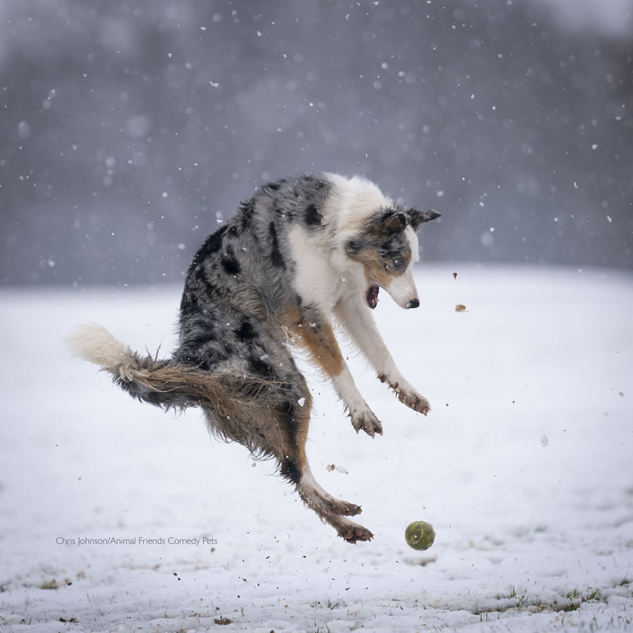 Comedy Pet Photo Awards 2022