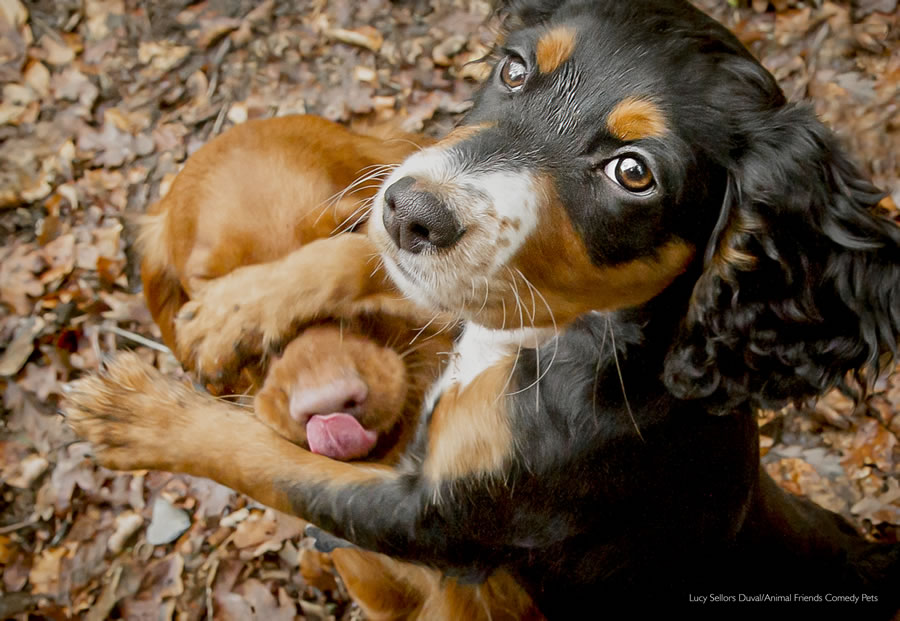 Comedy Pet Photo Awards 2022