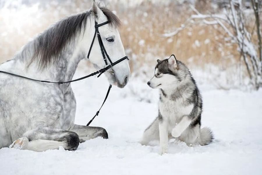 Grey Horse And Alaskan Malamute Builds A Unique Bond