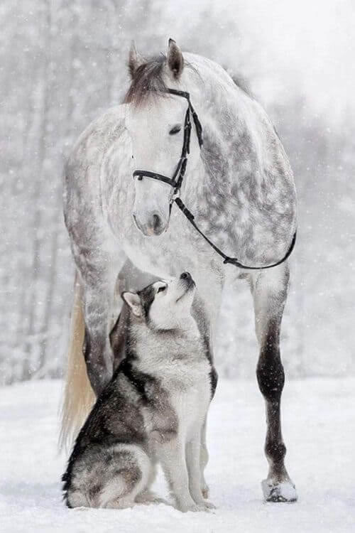 Grey Horse And Alaskan Malamute Builds A Unique Bond