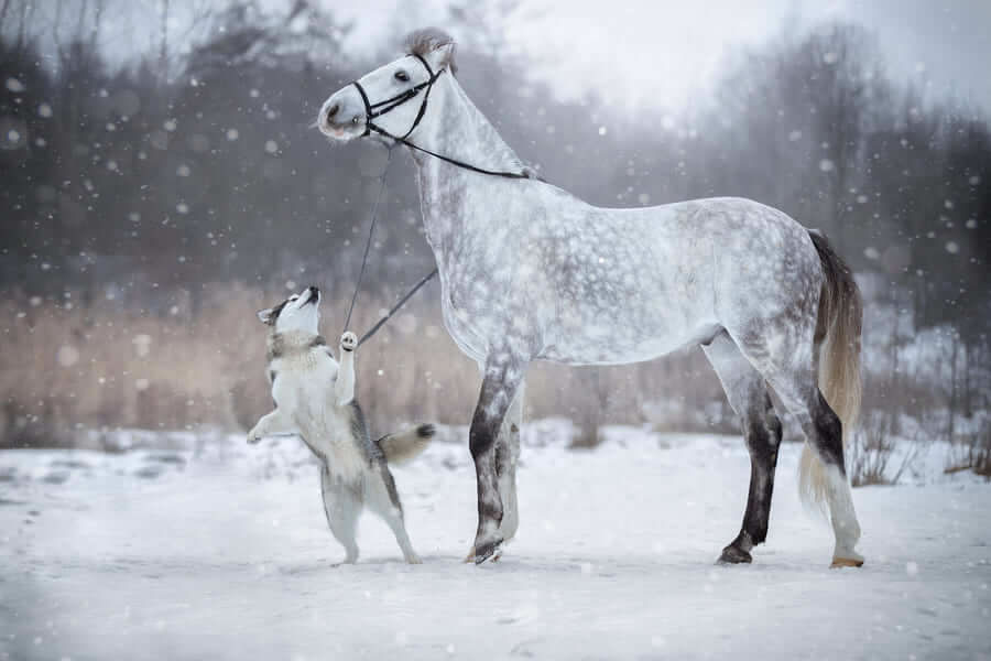 Grey Horse And Alaskan Malamute Builds A Unique Bond