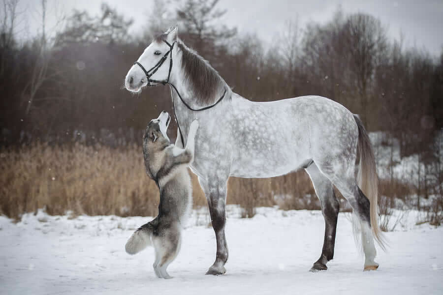 Grey Horse And Alaskan Malamute Builds A Unique Bond