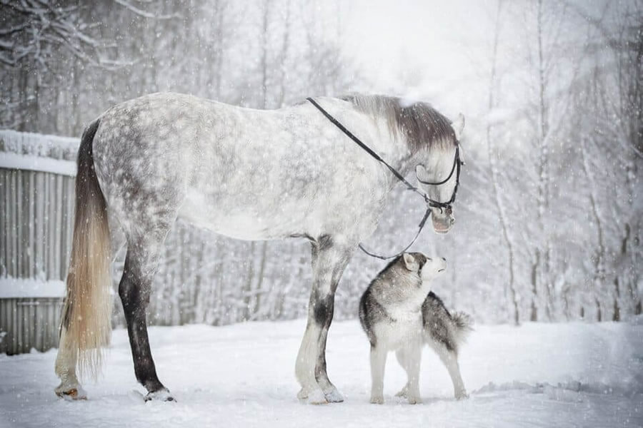 Grey Horse And Alaskan Malamute Builds A Unique Bond